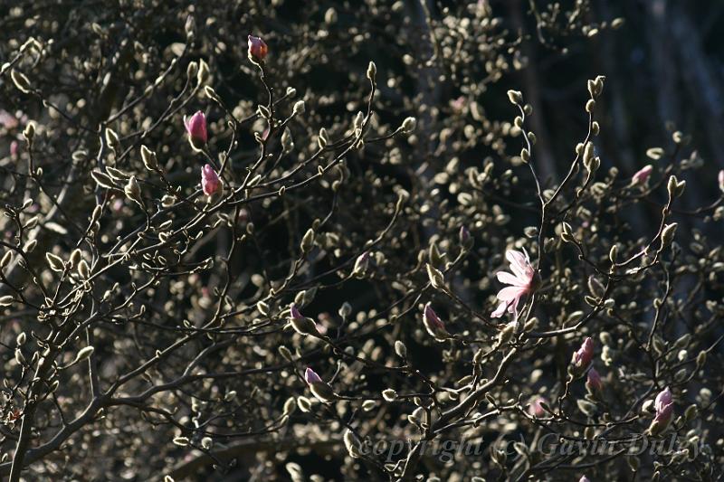 Magnolia, Pirianda Gardens IMG_6994.JPG